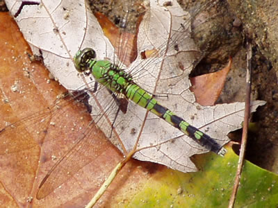 Green dragon fly in audience