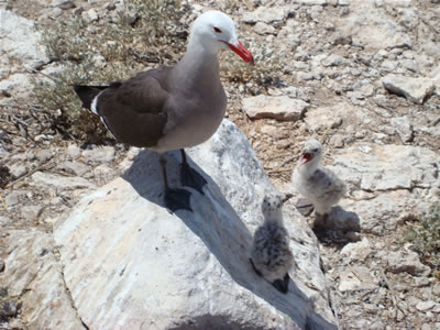Heerman's Gull and Chicks